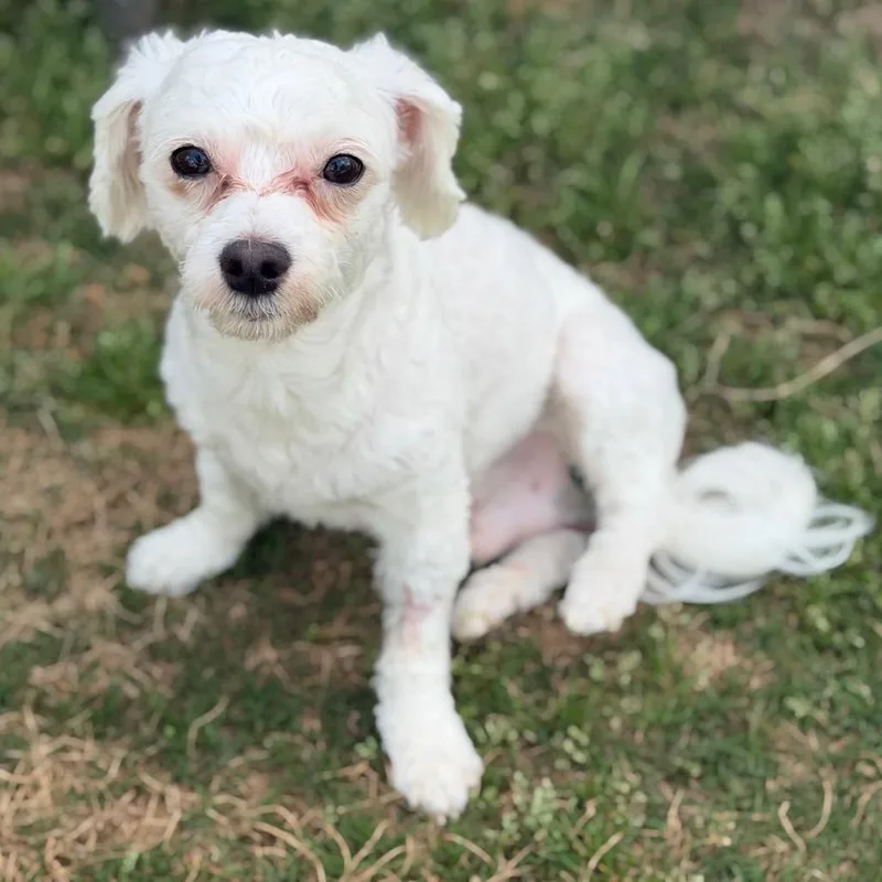 Little Man W thumbnail 3