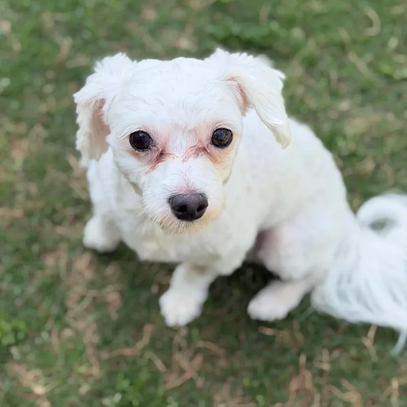 Little Man W thumbnail 4