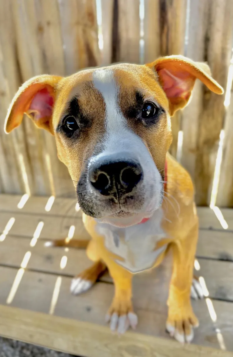 A baby medium-sized male Pit Bull Terrier dog named Churro for adoption in Oxford, MI