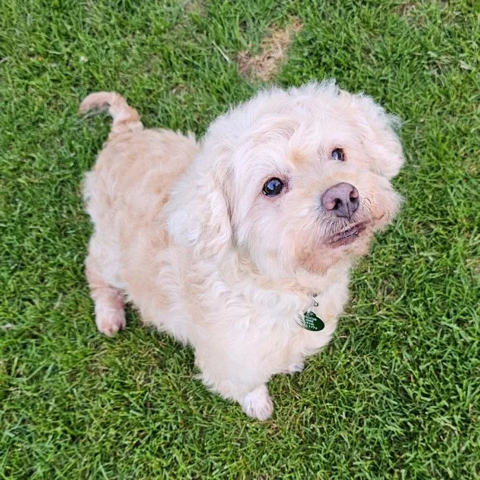 An adult small-sized male Apricot / Beige Goldendoodle dog named Tofu for adoption in Fenton, MI