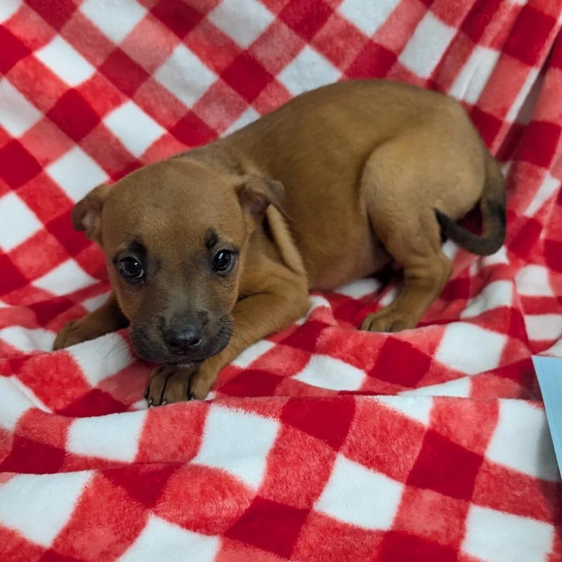 A baby medium-sized female Yellow / Tan / Blond / Fawn Mixed Breed dog named Puppy D for adoption in Jefferson city, TN