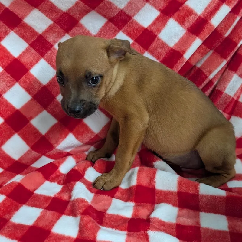 Puppy D thumbnail 2