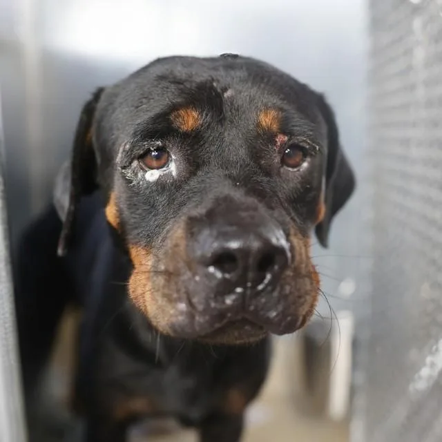 An adult large-sized female Rottweiler dog named Lola for adoption in San Antonio, TX
