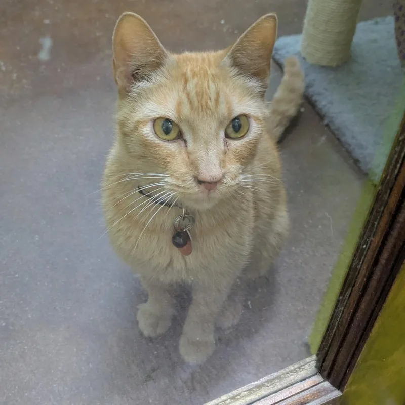 A senior medium-sized female Orange / Red Domestic Short Hair cat named Ford for adoption in Springfield, MO