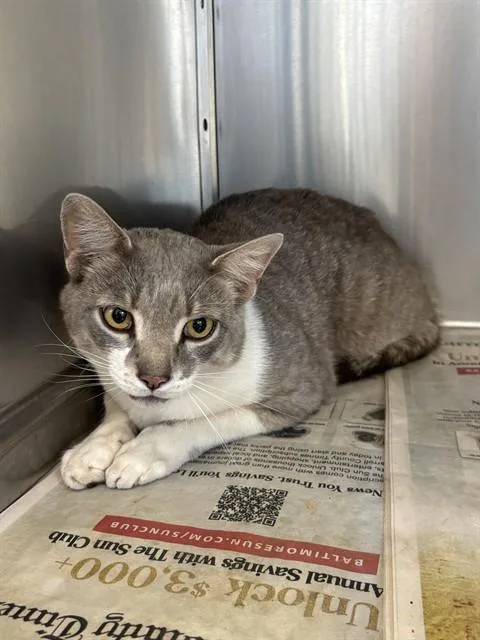 A young small-sized male Domestic Short Hair cat named Tofu for adoption in Westminster, MD