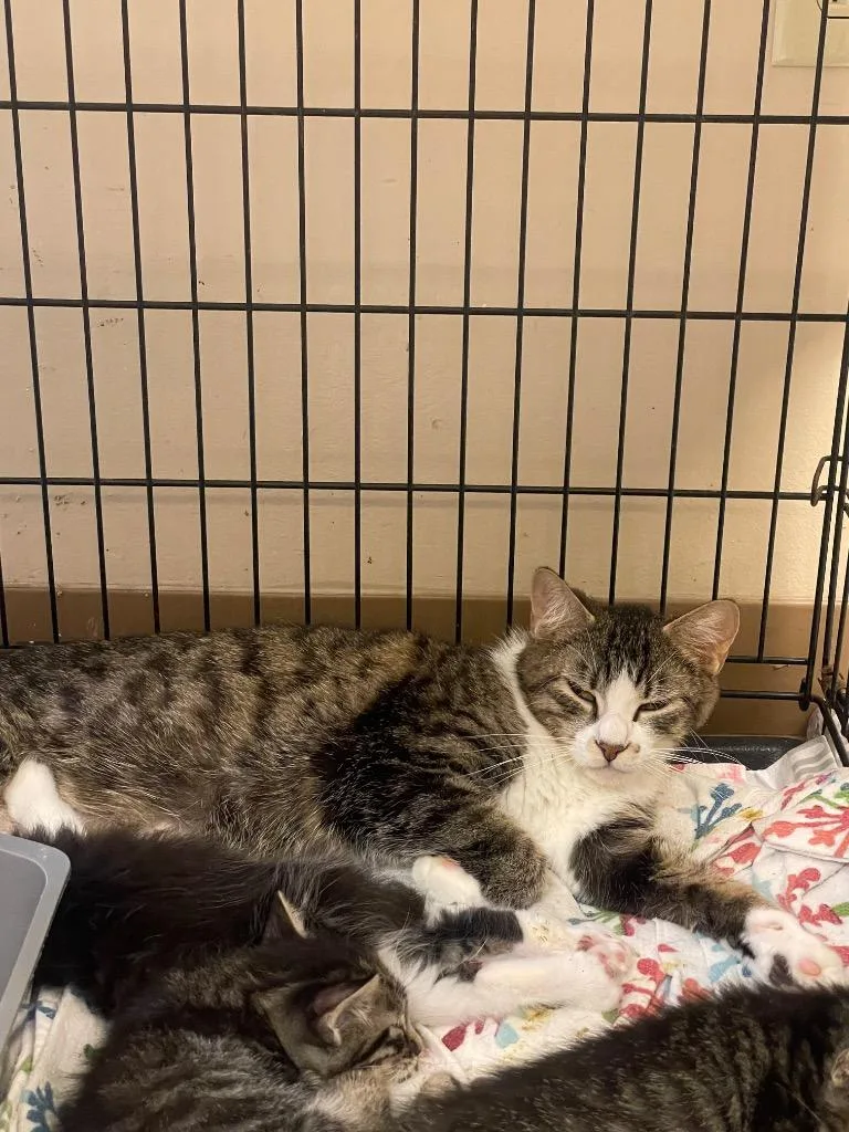 A young medium-sized female Domestic Short Hair cat named Frigg for adoption in Wintersville, OH