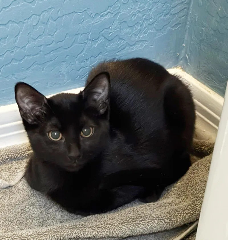 A baby small-sized female Black Domestic Short Hair cat named Coffee Vibez for adoption in Chandler, AZ