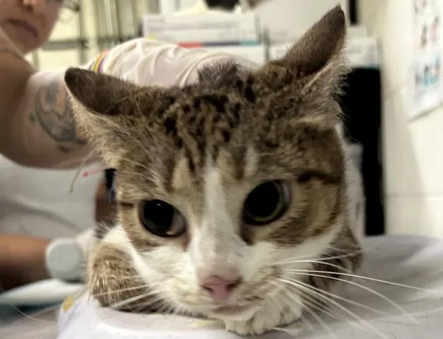 An adult medium-sized female Domestic Short Hair cat named Denise for adoption in Pensacola, FL