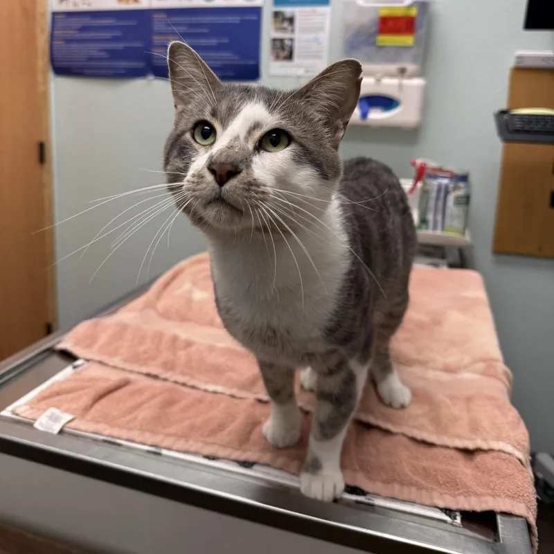 A young small-sized male Gray / Blue / Silver Domestic Short Hair cat named Gus C for adoption in Princeton, MN
