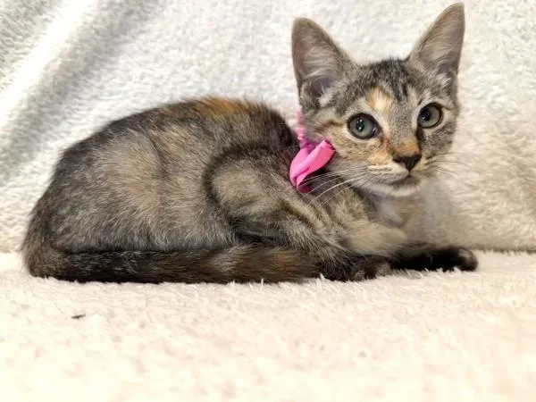 A baby small-sized female Domestic Short Hair cat named Sage for adoption in Austin, TX