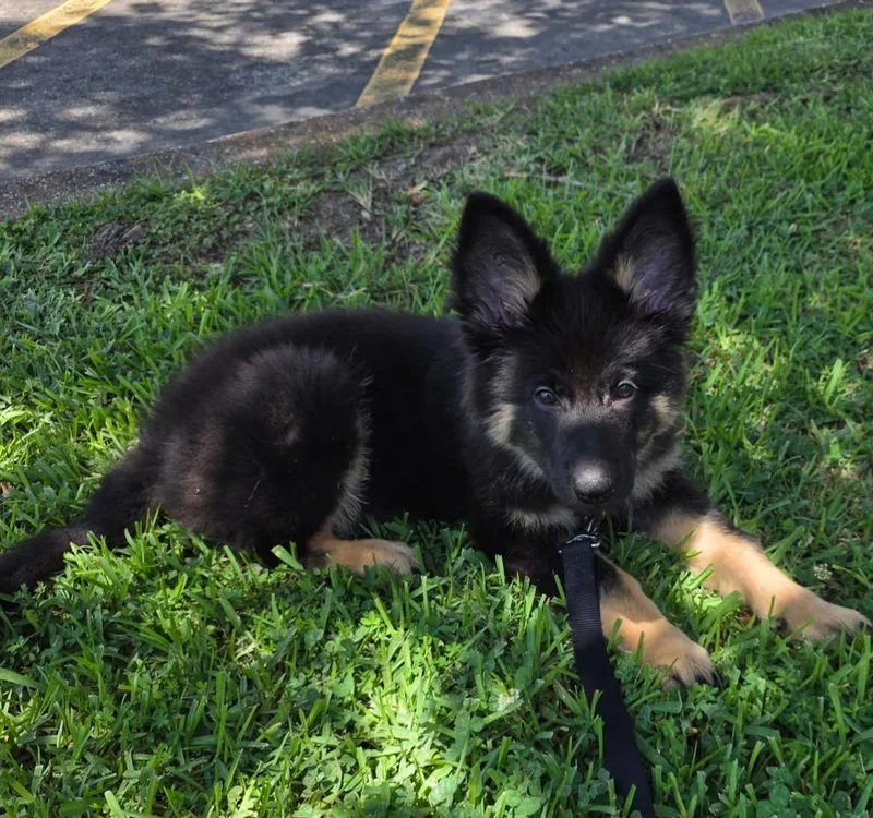 A baby large-sized female German Shepherd Dog dog named Irma for adoption in New Orleans, LA