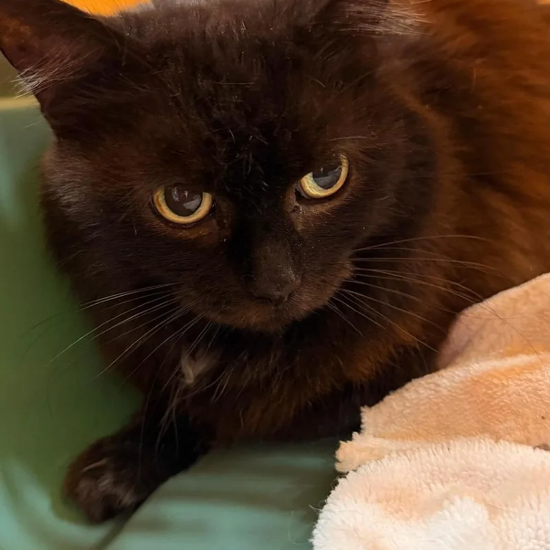 A senior medium-sized female Black Domestic Long Hair cat named June for adoption in Forest Park, IL