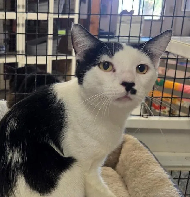 An adult extra large-sized male Black & White / Tuxedo Tuxedo cat named Kigali for adoption in Las Cruces, NM