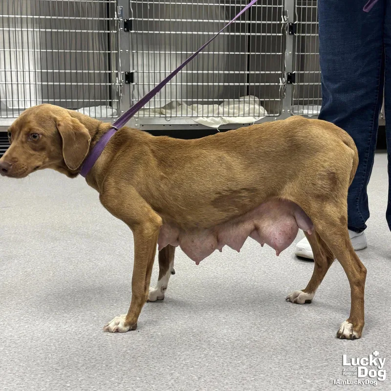 Chardonnay thumbnail 2