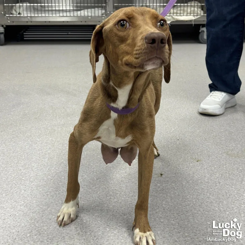 Chardonnay thumbnail 3