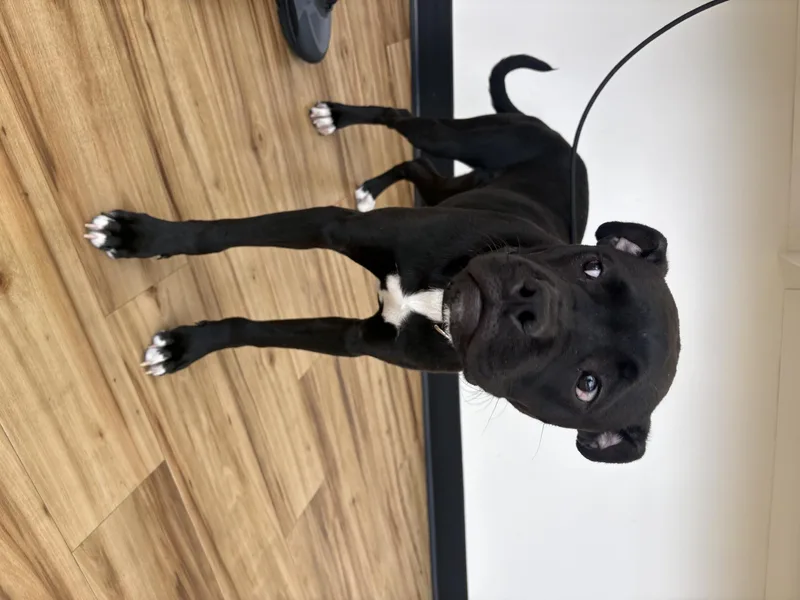 A young small-sized male Boxer dog named Rouge for adoption in Richardson, TX