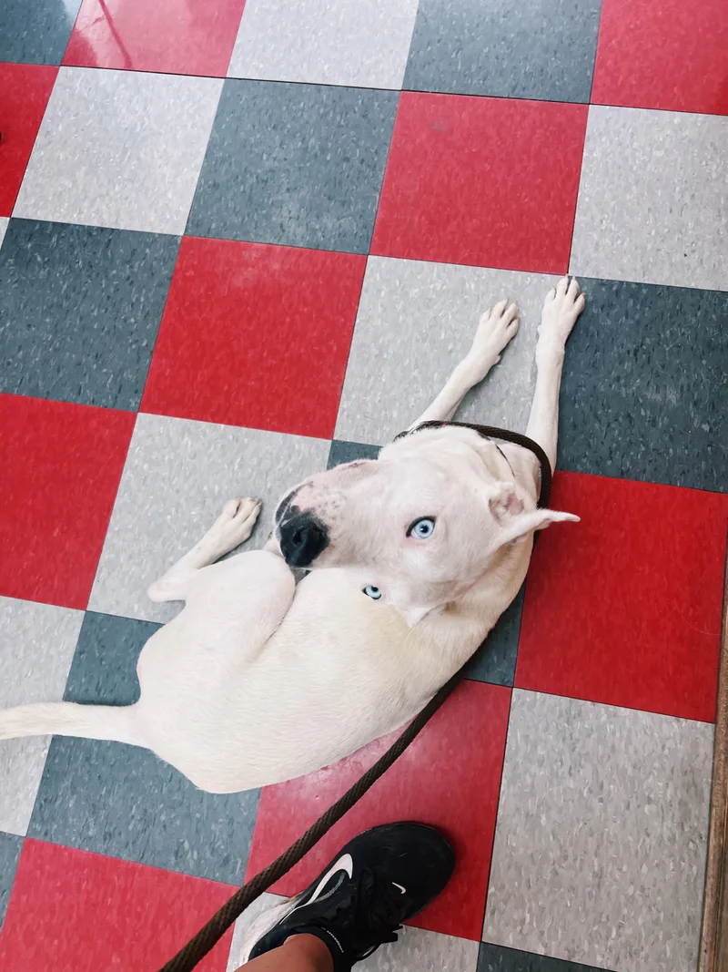 Delilah