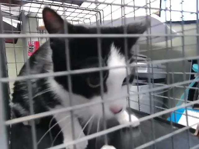 An adult medium-sized female Domestic Medium Hair cat named Dexter for adoption in Tulsa, OK