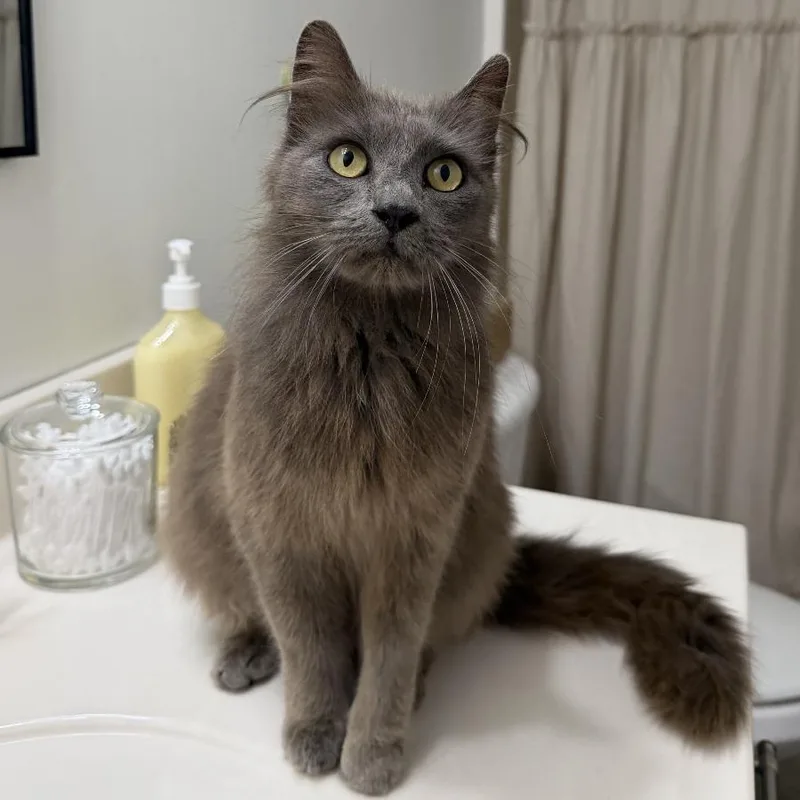A young medium-sized female Gray / Blue / Silver Maine Coon cat named Tiffany for adoption in Chattanooga, TN