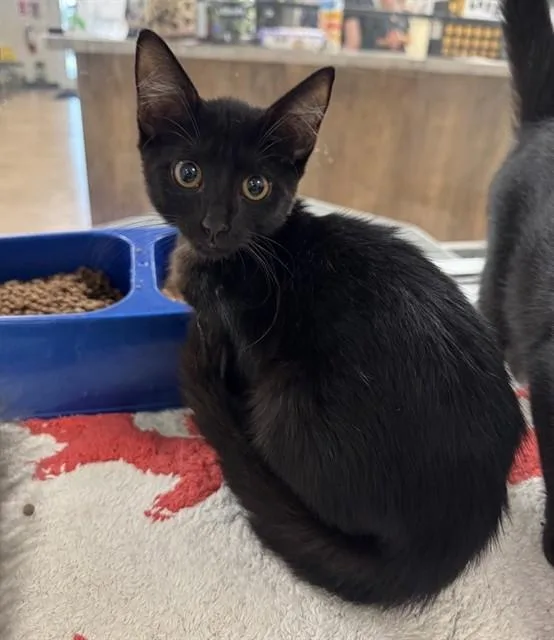 A baby small-sized male Domestic Short Hair cat named Rye for adoption in Sarasota, FL