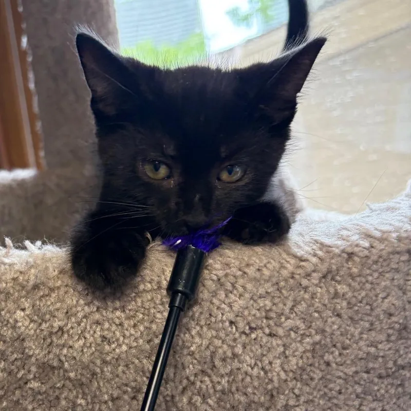 Midnight BurrPurr