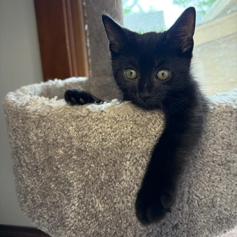 Midnight BurrPurr thumbnail 2