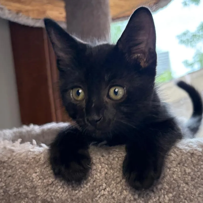 Midnight BurrPurr thumbnail 3