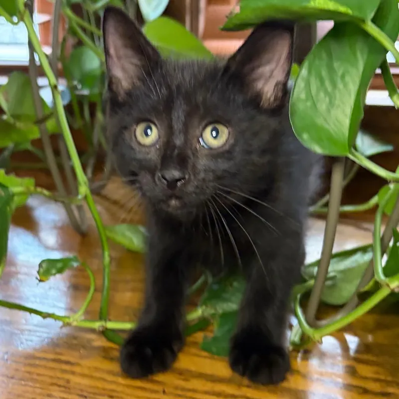 Midnight BurrPurr thumbnail 4