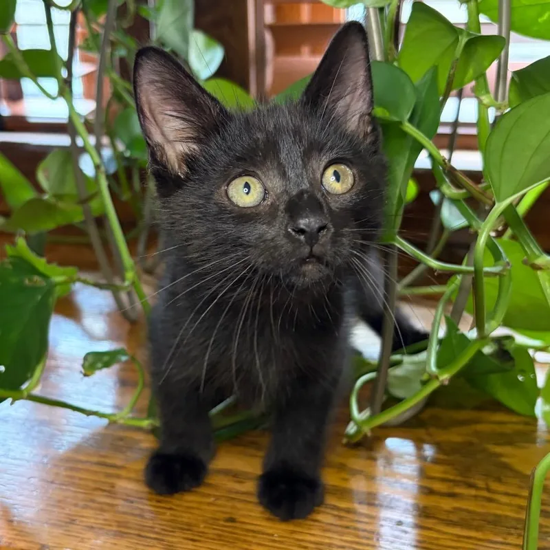 Midnight BurrPurr thumbnail 5