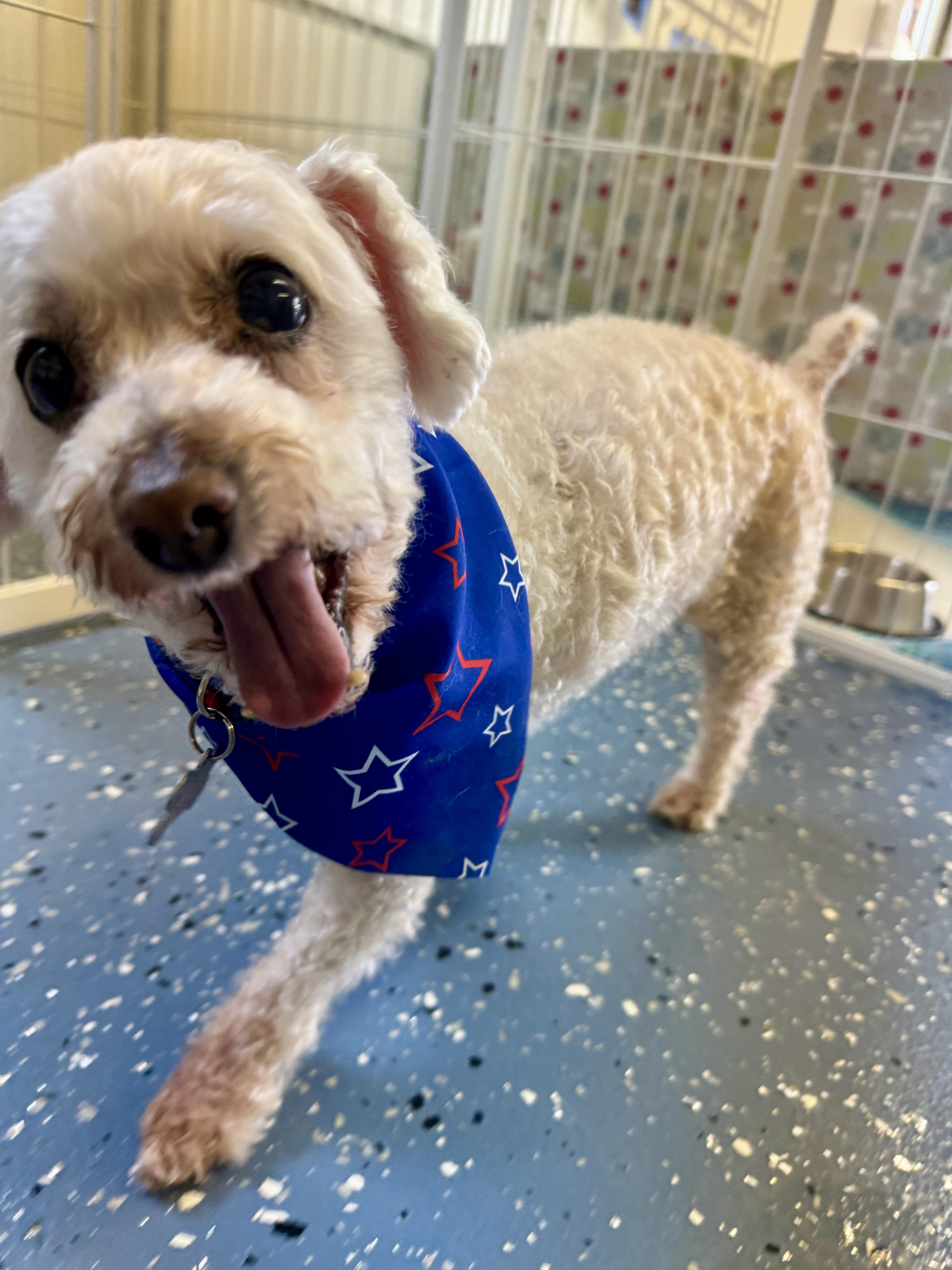 A senior small-sized male White / Cream Poodle (Toy) dog named Billy for adoption in Indianapolis, IN