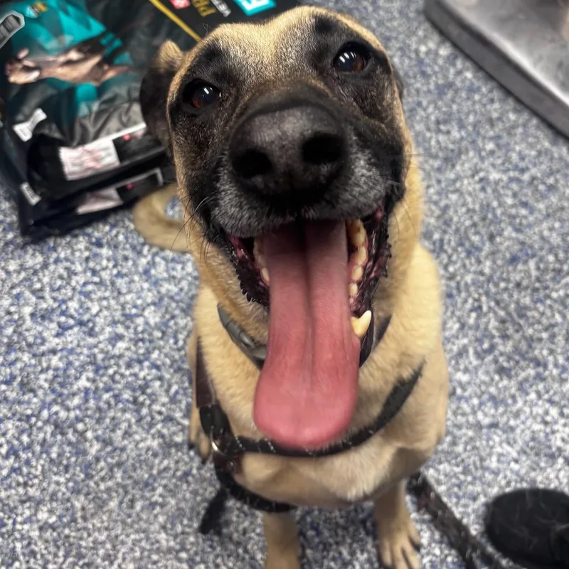 An adult large-sized male Yellow / Tan / Blond / Fawn German Shepherd Dog dog named Koda for adoption in Belleville, IL