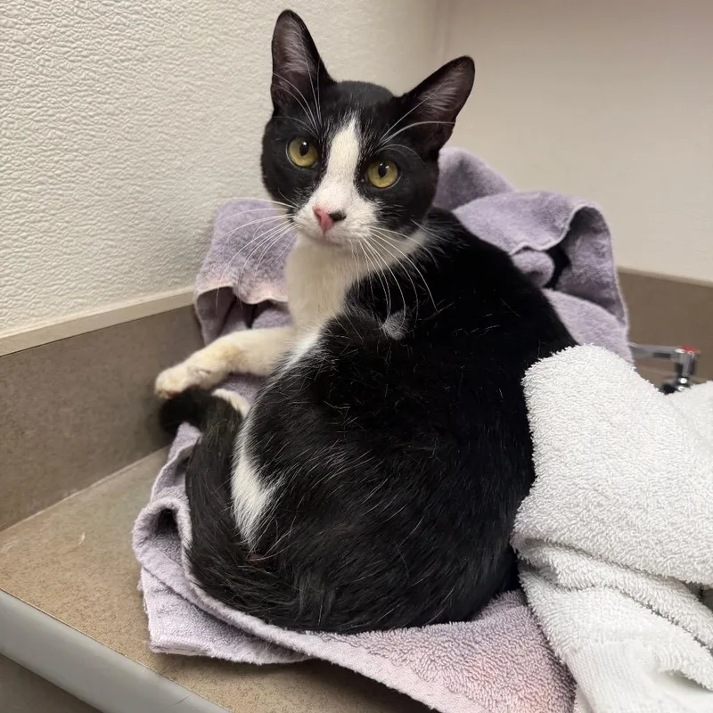 A young medium-sized male Black Domestic Short Hair cat named Stray Holdpluto for adoption in Albuquerque, NM