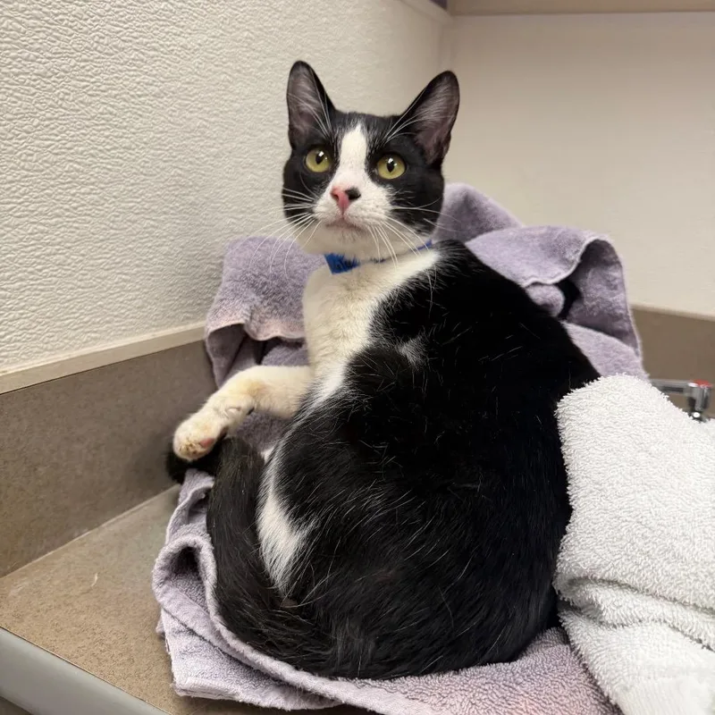 Stray Holdpluto thumbnail 2