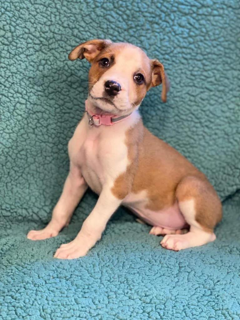 A baby medium-sized female Terrier dog named Euro for adoption in Urbandale, IA