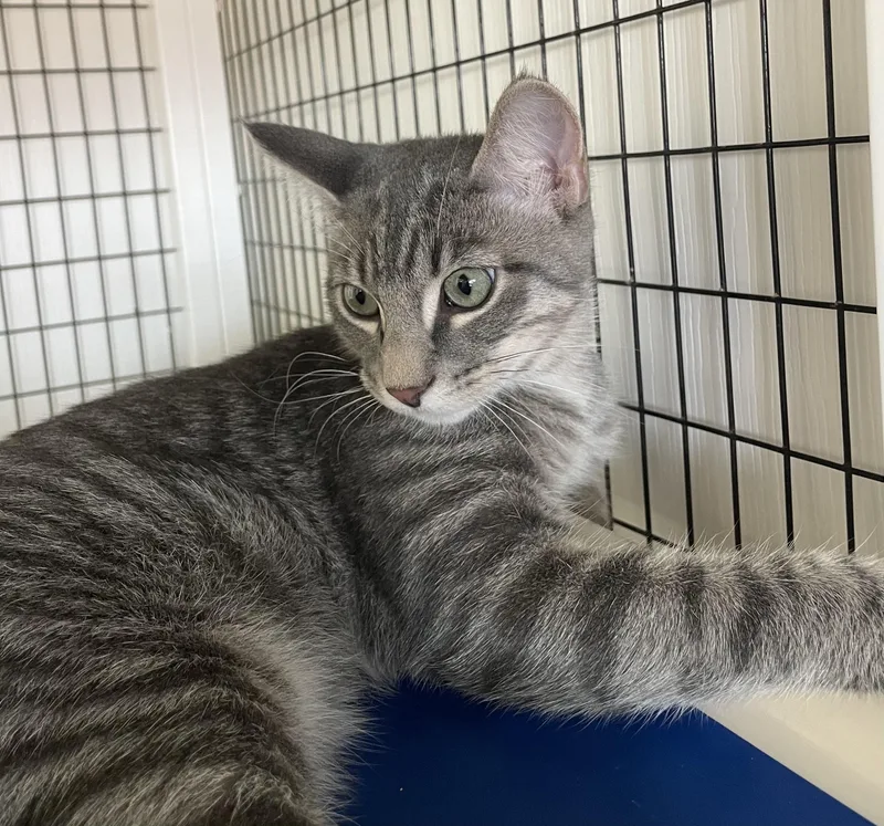 A baby medium-sized male Tabby (Gray / Blue / Silver) Domestic Short Hair cat named Brewster for adoption in Colonia, NJ