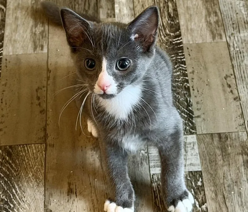 A young medium-sized male Black & White / Tuxedo Domestic Short Hair cat named Stevie and Jude for adoption in Portland, ME