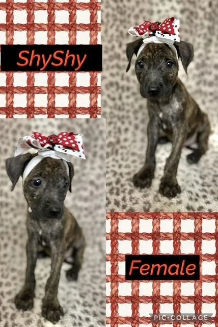 A baby medium-sized female Labrador Retriever dog named ShyShy for adoption in Manchester, CT