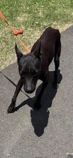 An adult small-sized female Chihuahua dog named Babe for adoption in Honolulu, HI