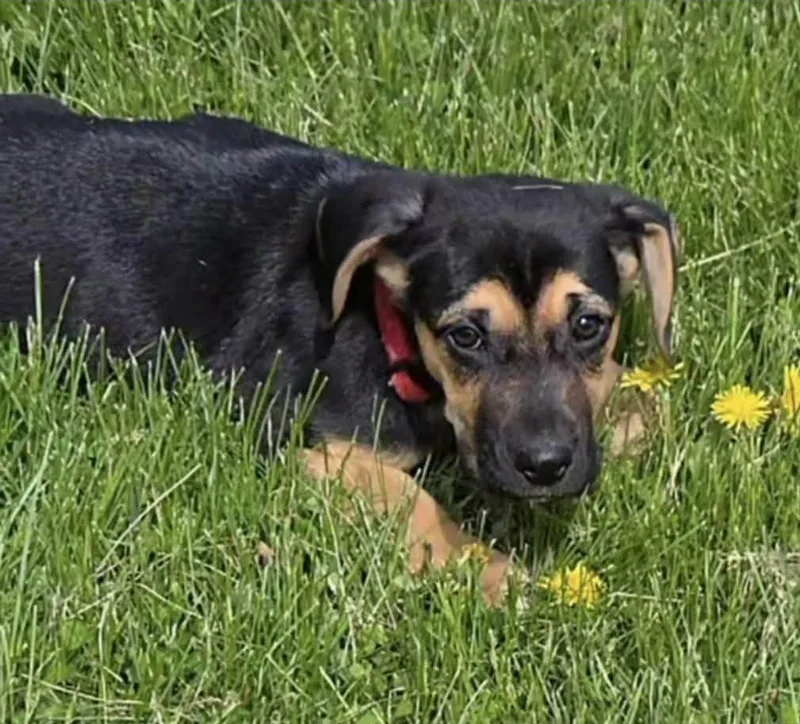A baby large-sized female Hound dog named Lou for adoption in McHenry, IL