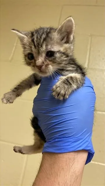 A baby small-sized male Domestic Short Hair cat named Pro Zachary for adoption in Sacramento, CA