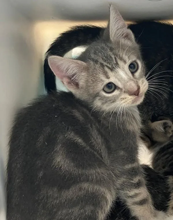 A baby small-sized male Domestic Short Hair cat named Jalapeno for adoption in Staten Island, NY