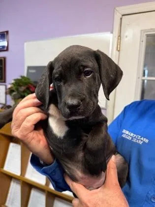 A baby small-sized male Mixed Breed dog named Captain Hook for adoption in West Chester, PA