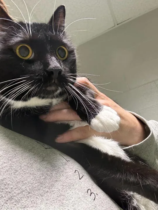 An adult medium-sized female Black & White / Tuxedo Tuxedo cat named Tofu for adoption in Jackson, MI