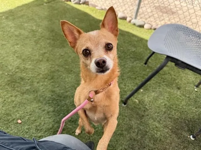 An adult small-sized male Chihuahua dog named Oso for adoption in Phoenix, AZ