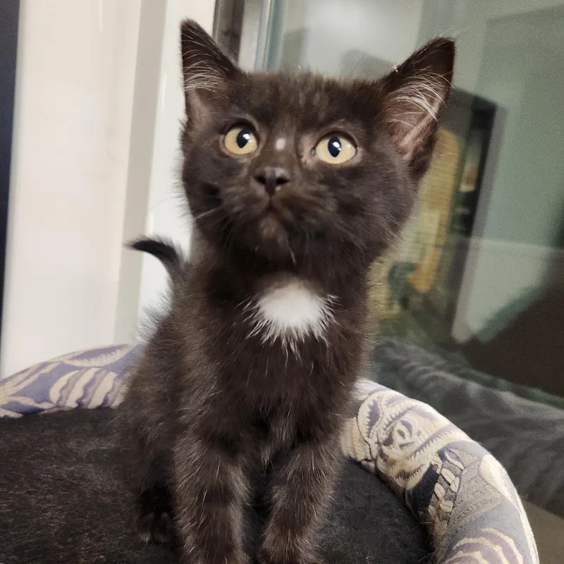 A baby medium-sized female Black Domestic Short Hair cat named Barcelona for adoption in Liberty, MO