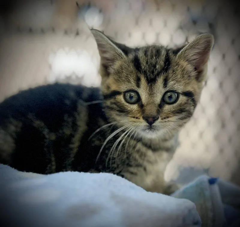 A baby small-sized female Brown / Chocolate Domestic Short Hair cat named Dream for adoption in Chalfont, PA
