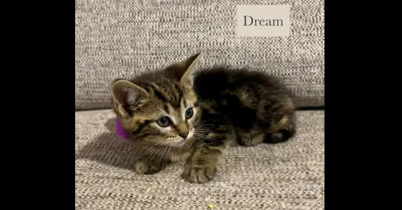 Dream thumbnail 3