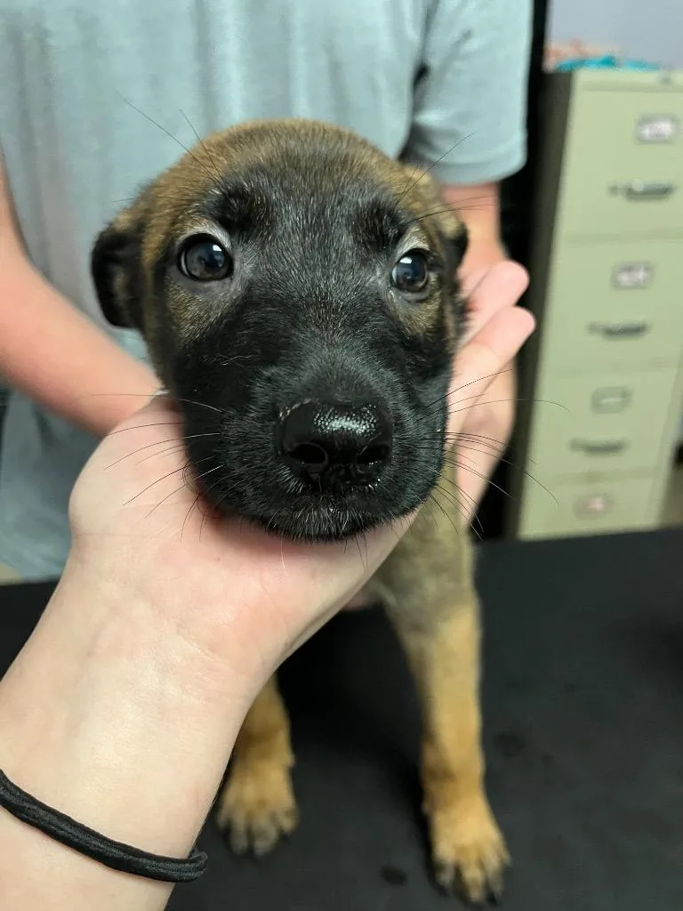 A baby small-sized female German Shepherd Dog dog named Lara Croft for adoption in New Braunfels, TX