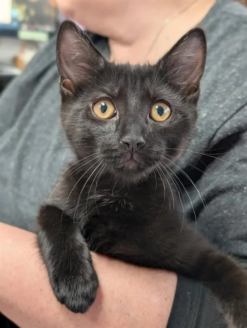 A baby small-sized male Domestic Short Hair cat named Chuck for adoption in Canfield, OH