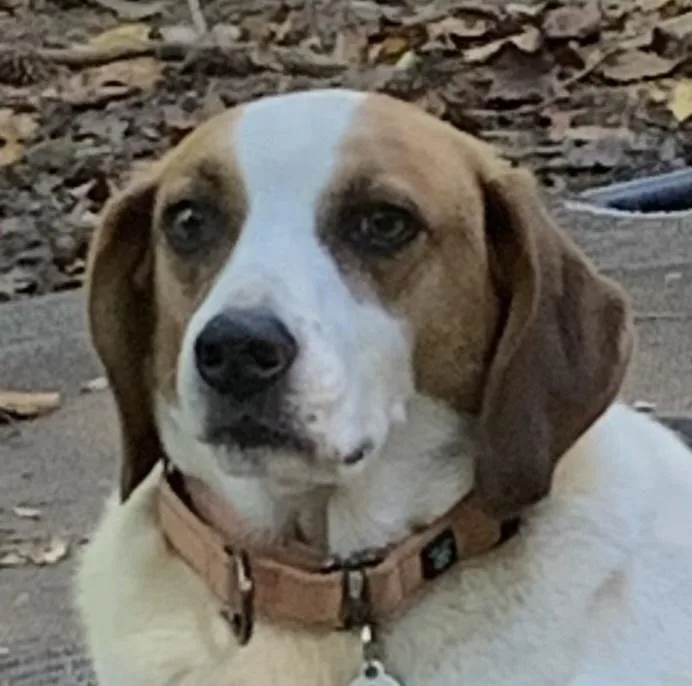 An adult small-sized male Tricolor (Brown, Black, & White) Beagle dog named Cornbread for adoption in Mooresville, NC